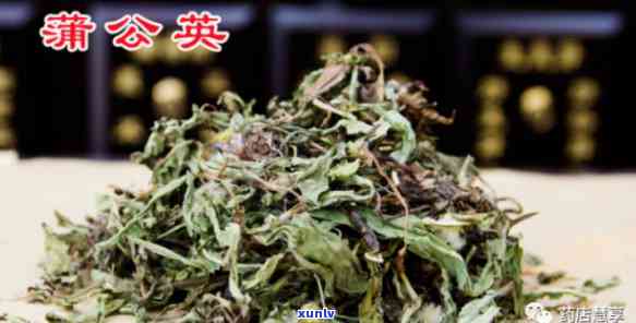 公英茶的药用部位解析：你知道它来自哪个部分吗？