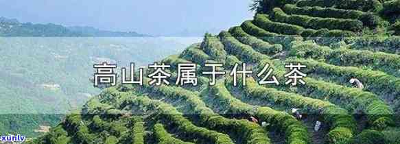 高山茶的介绍：特点、功效全解析