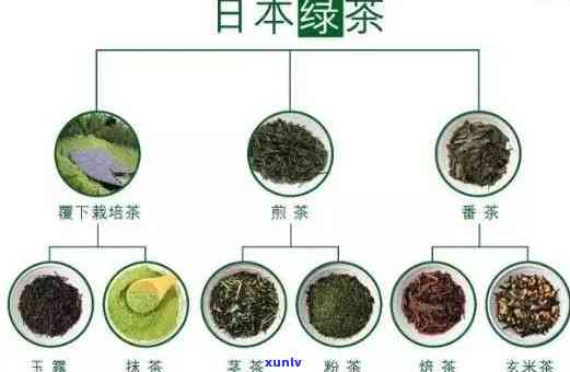 茶的特性、性能与用途全面解析：你所不知道的茶叶世界