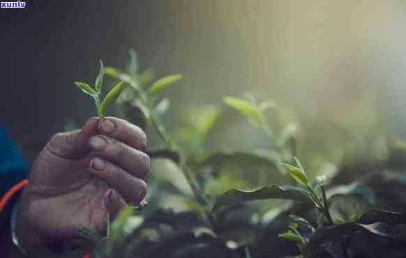 茶的采摘及 *** 流程，从茶园到茶杯：详解茶的采摘与 *** 过程