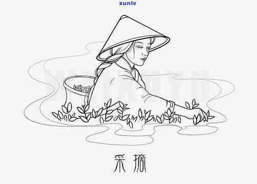 茶的采摘及 *** 流程-茶的采摘及 *** 流程简笔画