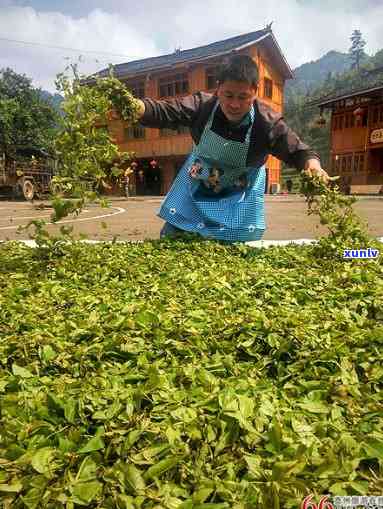 青钱柳茶的 *** 流程图及图片大全