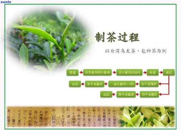 手工制茶的工艺流程图，手工制茶：揭秘精致工艺流程图