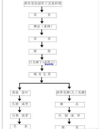 如何撰写手工制茶工艺流程报告