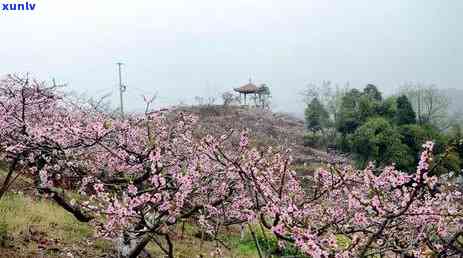 探索双流河边：喝茶地点、景点及休闲娱乐选择