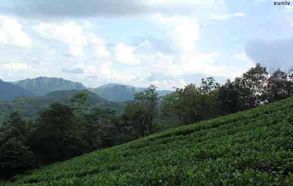 淮北最新喝茶地点及联系方式