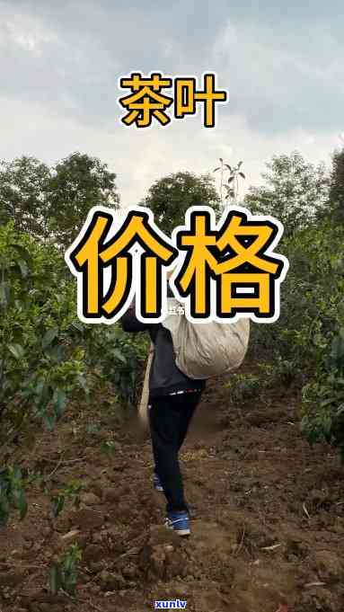 卖茶这个词太俗,我是，跳出俗套，打造独特的茶叶——我是XX