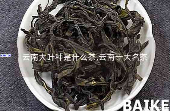 大叶茶是什么茶图片全集高清展示