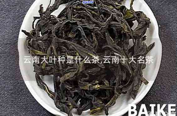 大叶茶的图片和名称-大叶茶是寒还是火