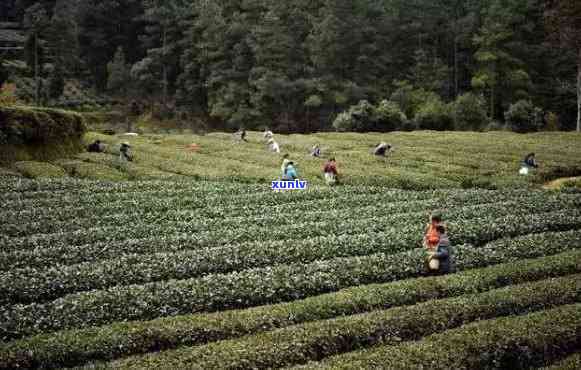 梵净山翠峰茶生产过程视频全集：从采摘到包装全过程展示