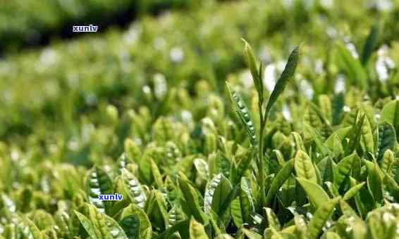 高山茶的品质特征是什么？详解其特点与优势