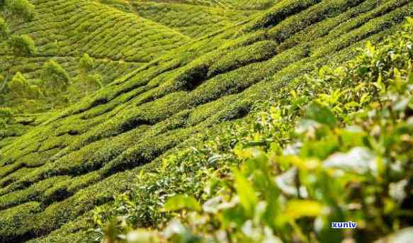 高山茶叶特点：生态环境、品质优势与种植技巧的综合体现