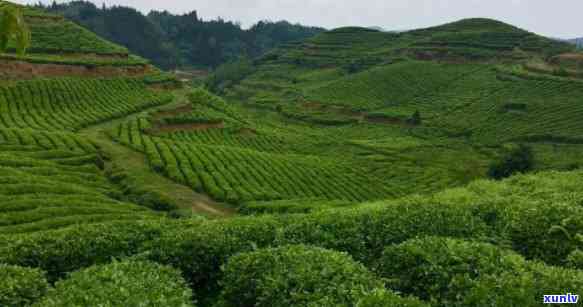 高山茶叶特点：生态环境、品质优势与种植技巧的综合体现