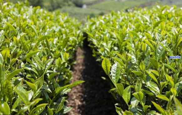 高山茶叶特点：生态环境、品质优势与种植技巧的综合体现