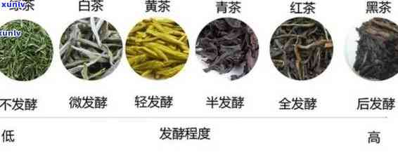 以下属于发酵茶的是：绿茶、红茶、乌龙茶、白茶、黄茶、黑茶等。