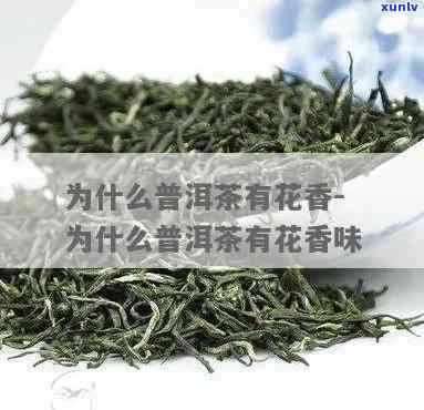 茶的花香是怎么回事-茶的花香是怎么来的