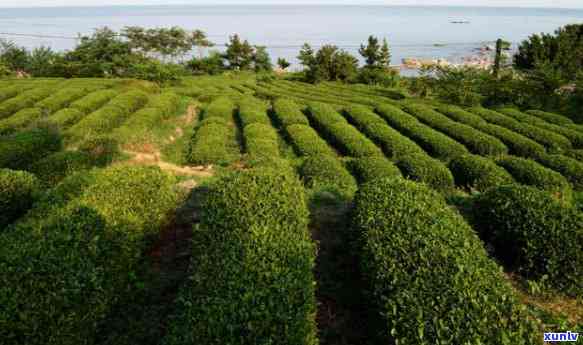 青岛崂山的茶的介绍-青岛崂山茶的简介