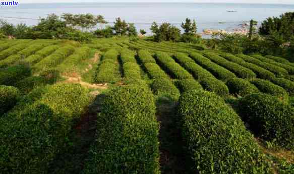 青岛崂山的茶的介绍-青岛崂山茶的简介