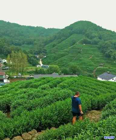 我一直在卖茶的路上是什么歌，《我一直在卖茶的路上》：探寻生活的价值与意义