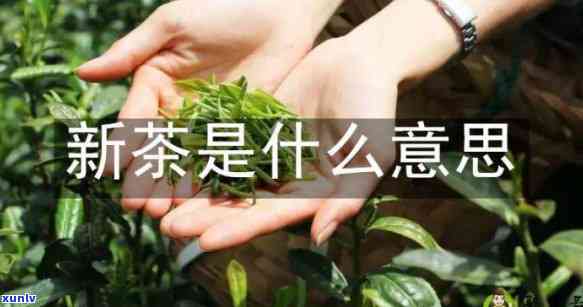 新茶意思：尝试新火煮新茶，告别旧友与故乡思绪