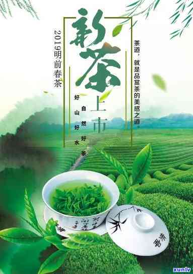 新茶是什么？详解其含义与特点