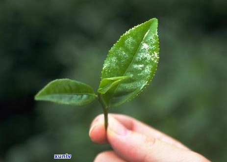 门喝茶的好地方在哪里？求推荐！