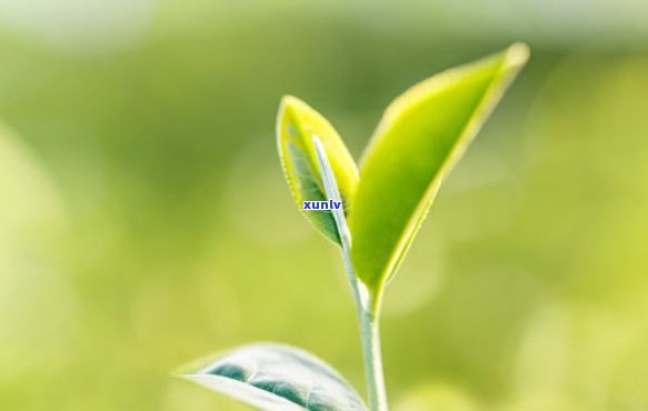 有关于茶的图片大全-有关于茶的图片大全 唯美