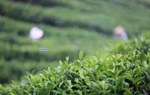 关于秋茶的好句大全摘抄，秋意浓，茶香四溢！精选关于秋茶的好句大全