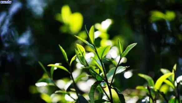 关于秋茶的好句大全简短，秋茶的魅力：好句大全简短欣