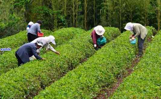 中国产茶的四大产区-中国产茶的四大产区图