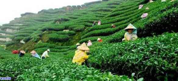 中国最早用茶的地区-中国最早用茶的地区是哪里