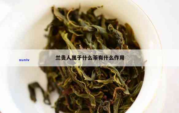 兰贵人茶属于什么茶类，探秘兰贵人茶：它属于哪一类茶？