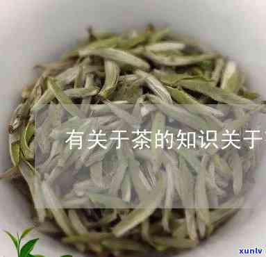 关于茶的知识点视频-关于茶的知识点视频讲解