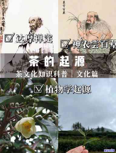 茶的起源视频大全：探索茶叶的历与文化