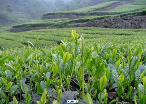 有机茶的好处有哪些-有机茶的好处有哪些