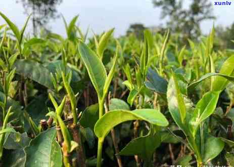 属于红茶的有哪些茶叶，探究红茶大家族：那些属于红茶的茶叶品种