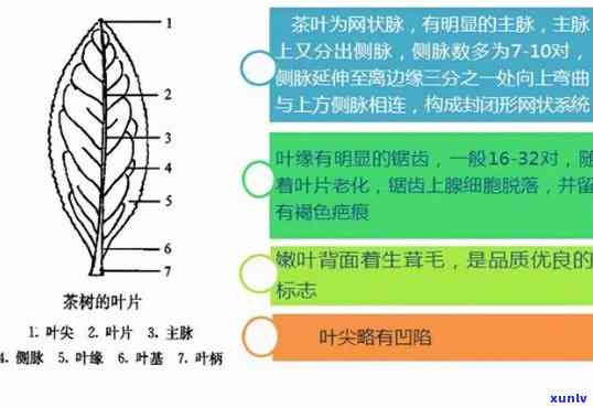 探究红茶叶子的形态：详细解析与图片展示