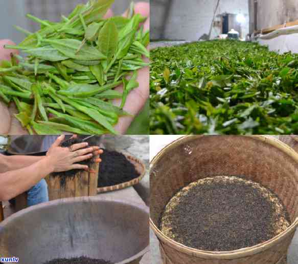 红茶的热性比青茶强：强度对比与差异探究