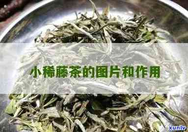 小稀藤和藤茶的区别-小稀藤和藤茶的区别是什么