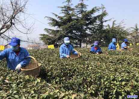 雨前茶与明前茶：口感比较与选择建议