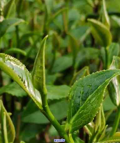 雨前和明前茶的区别-雨前和明前茶的区别哪个好