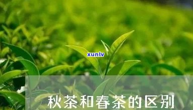 春茶与秋茶的区别及其功效