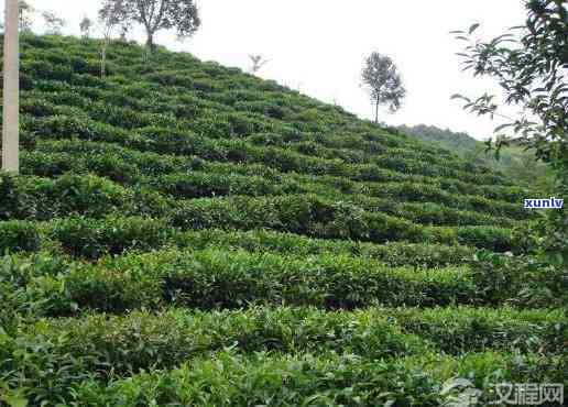 泉岩名茶的生产基地-泉岩名茶的生产基地在哪里