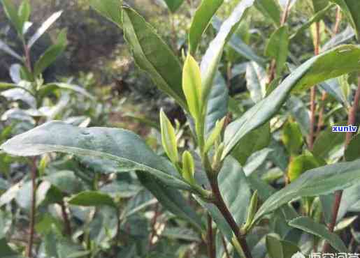 贵州三大名茶锌硒茶-贵州三大名茶锌硒茶价格