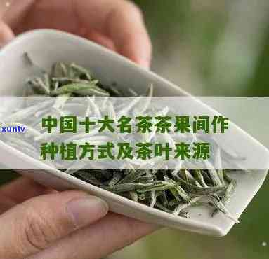 中国十大名茶中的茶-中国十大名茶中的茶果