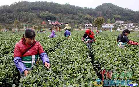 江西上有什么名茶-上的名茶有哪些