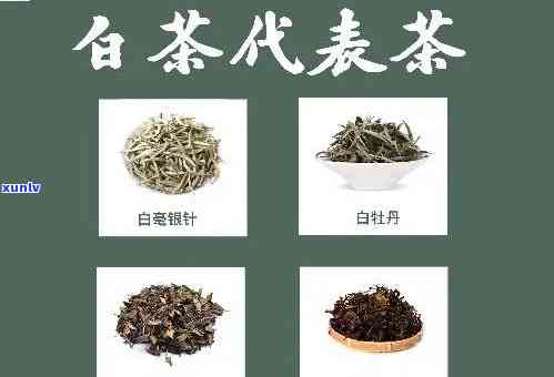 东有什么知名名茶？探究东茶叶文化与品种