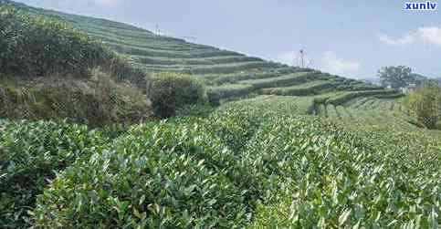 四川三大名山及名茶-四川三大名山及名茶有哪些