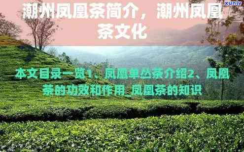 潮州凤凰茶品种介绍大全及图片