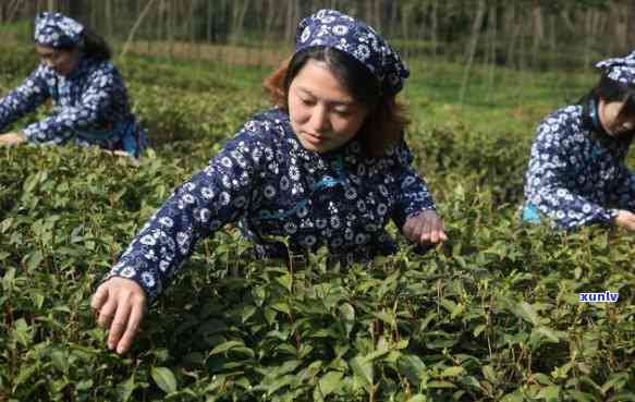 全国十大名茶南京茶-南京名茶排行榜